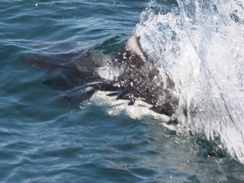 Image of Dall's Porpoise
