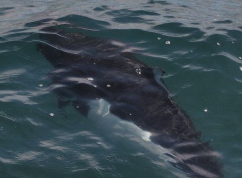 Image of Dall's Porpoise