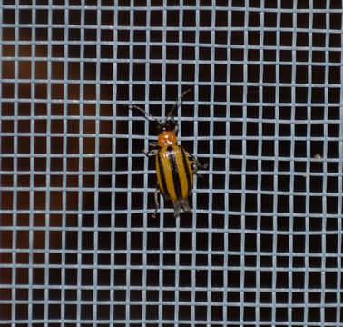 18.https www inaturalist org photos 1074879.580x360