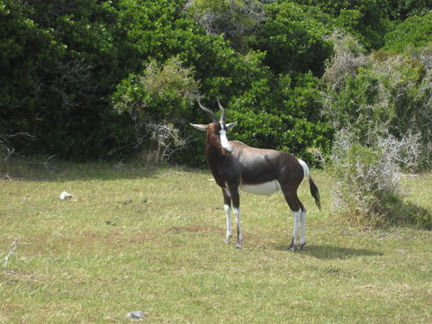 18.https www inaturalist org photos 1075404.580x360