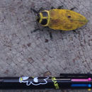 Image of <i>Euchroma giganteum</i>