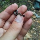 Image of Southwestern Blackhead Snake