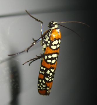 18.https www inaturalist org photos 1076412.580x360