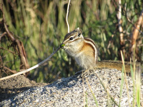 Image of Least Chipmunk