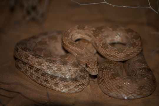 Image of Diadem Snake