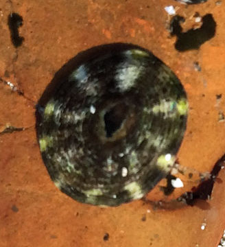 Image of plate limpet