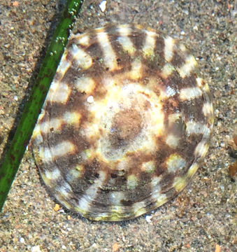 Image of plate limpet