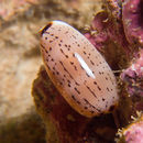 Image of Isabell cowry
