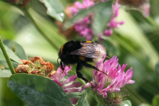 18.https www inaturalist org photos 1079159.580x360