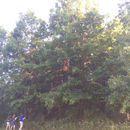 Image of <i>Quercus palustris</i>