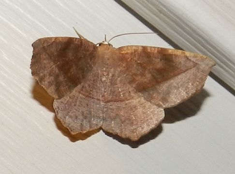 18.https www inaturalist org photos 1079760.580x360