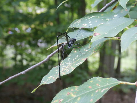 18.https www inaturalist org photos 1080112.580x360