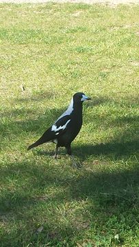 Image of Australian Magpie