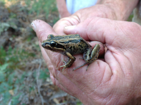 Image of Brown Frog
