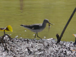 Image of Solitary sandpiper
