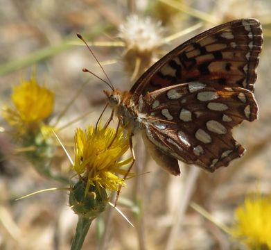 Image of Coronis Fritillary