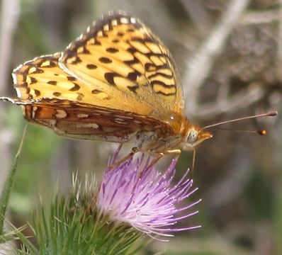 Image of Coronis Fritillary