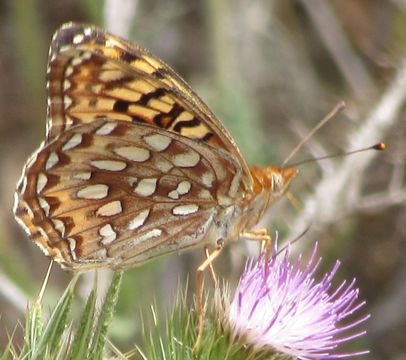 Image of Coronis Fritillary