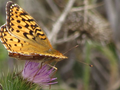 Image of Coronis Fritillary