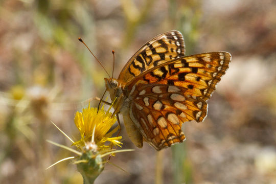 Image of Coronis Fritillary