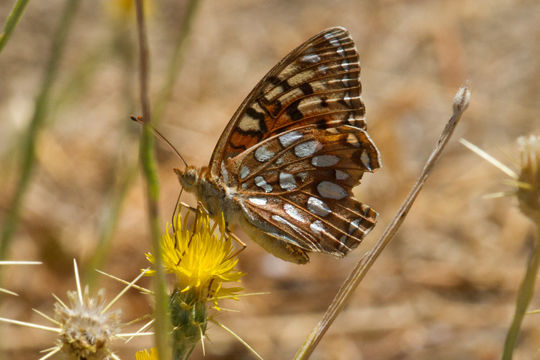 Image of Coronis Fritillary
