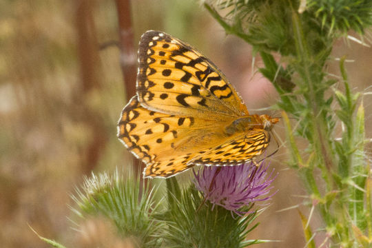 Image of Coronis Fritillary