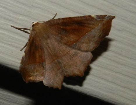 18.https www inaturalist org photos 1081669.580x360