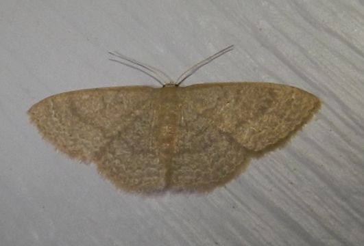 Image of Common Tan Wave