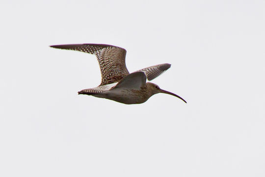 Image of Eurasian curlew