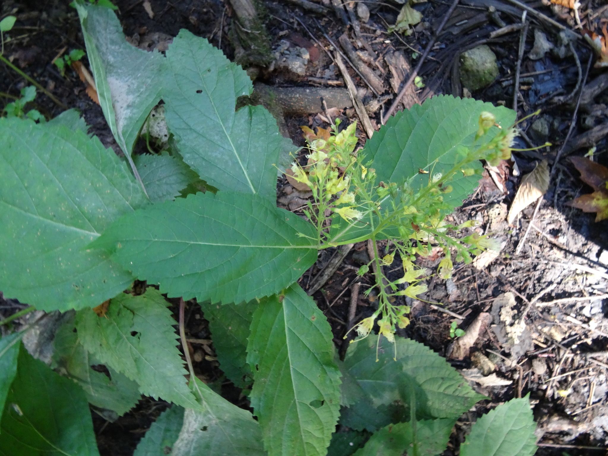 Image of <i>Collinsonia canadensis</i>