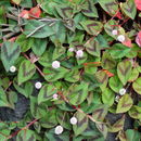 Image of <i>Persicaria capitata</i>