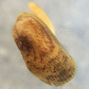 Image of asian date mussel