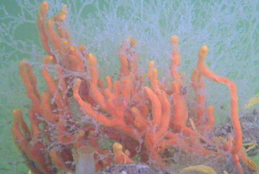 Image of Clathria (Clathria) prolifera (Ellis & Solander 1786)