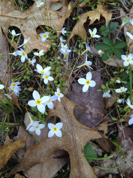 Image of <i>Houstonia caerulea</i>