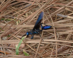 Image of Steel-blue Cricket Hunter