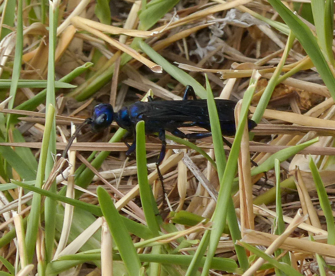 Image of Steel-blue Cricket Hunter