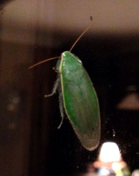 Image of Green Banana Cockroach