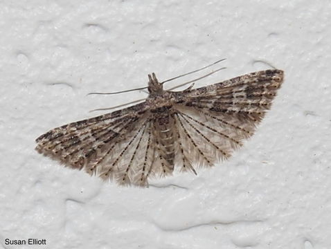18.https www inaturalist org photos 1086266.580x360