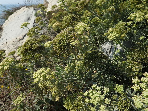 Image of <i>Crithmum maritimum</i>
