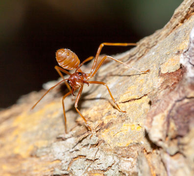 Image of <i>Oecophylla longinoda</i> (Latreille 1802)