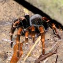 Image of Costa Rican Red Leg Tarantula