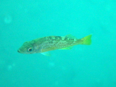 Image of Kelp bass
