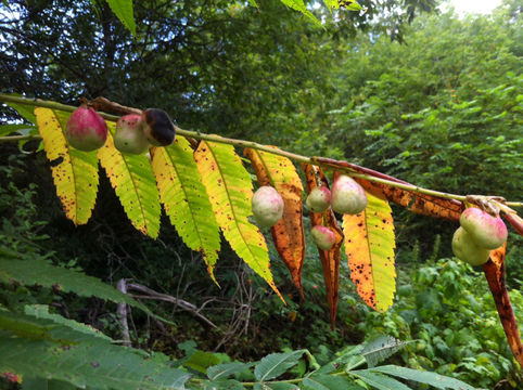 18.https www inaturalist org photos 1087043.580x360