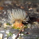 Image of Anemone