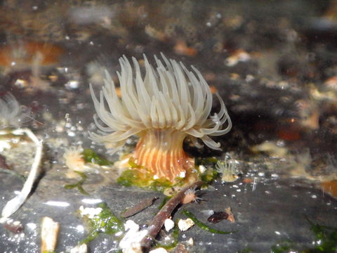 Image of Anemone