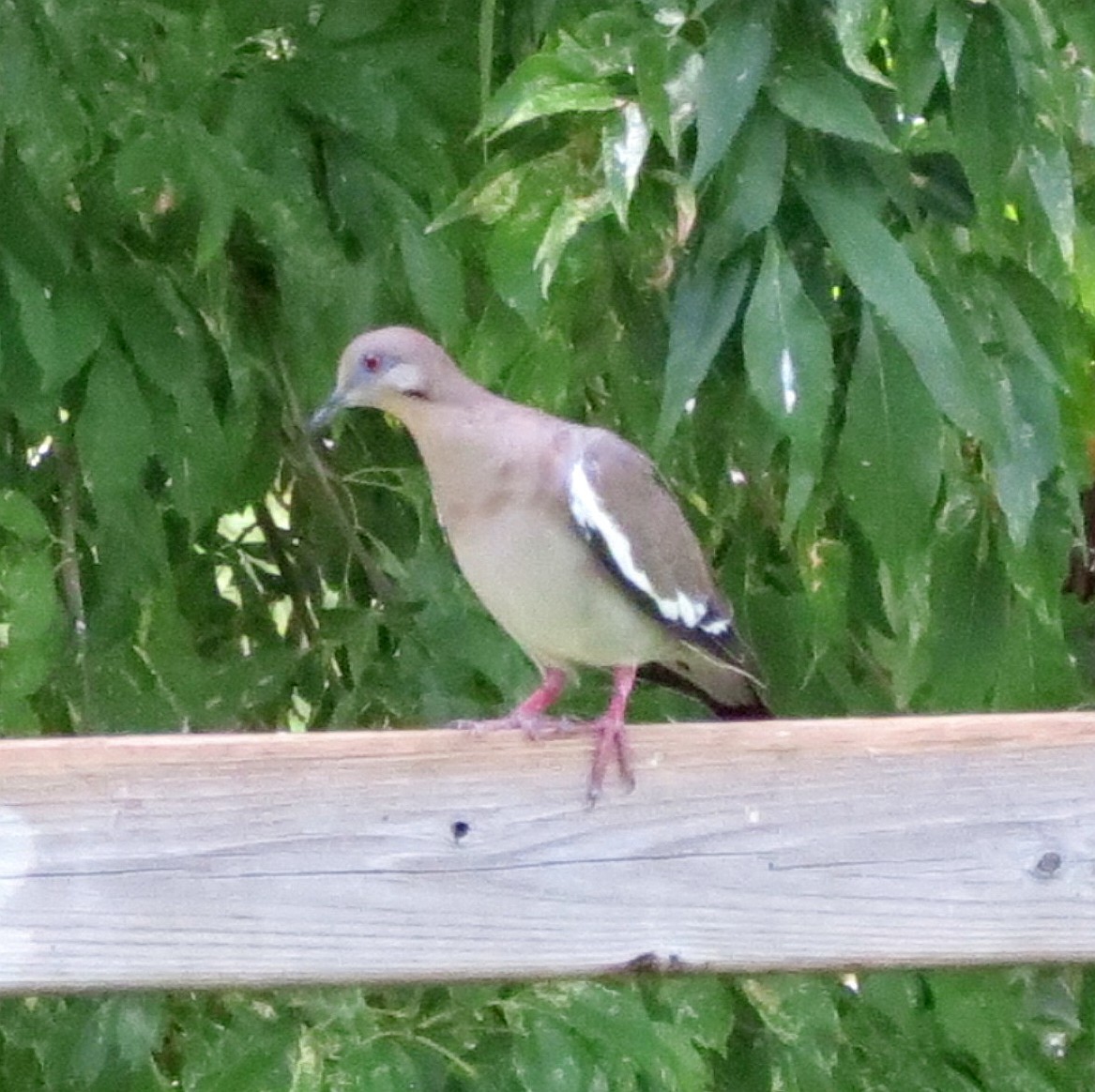 Image of White-winged dove