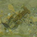 Image of spiny-cheek crayfish