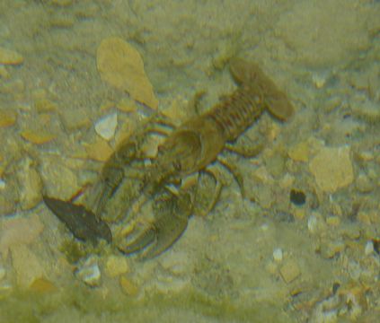 Image of spiny-cheek crayfish