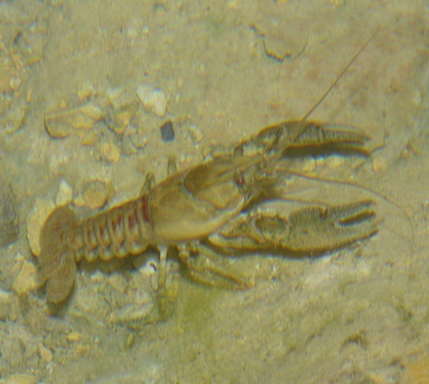 Image of spiny-cheek crayfish