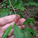 Image of <i>Elaeagnus umbellata</i>